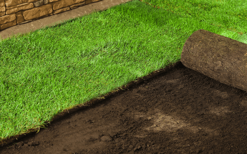 Sod Installation Services in Clearwater, FL